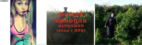 ПСИЛОЦИБИНОВЫЕ ГРИБЫ Горняк